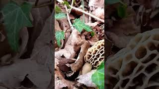 morilles du 29 mars [upl. by Ayoras791]