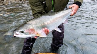 Fly Fishing for Steelhead in BC  Skeena River Lodge [upl. by Muriah]