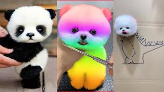 Cute Pomeranian Puppies Doing Funny Things 4  Cute and Funny Dogs  Mini Pom [upl. by Ailuig795]