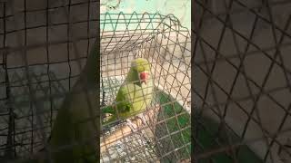 GJB parrot expression thand ka funnnycomedy ytshortsvideo 🤣🤣🤣🤣😂😂😂😂🔥🔥🔥🔥🦜🦜🦜🦜🦜🤬 [upl. by Frans]