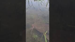 Fish fishingx sishing catfish greatwhite fish food shorts shortsvideo [upl. by Annhoj]