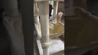 A new cat tree pt3 cat cuteanimal cute cutecat funnycats [upl. by Mota]