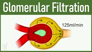 07 Glomerular Filtration [upl. by Milde]