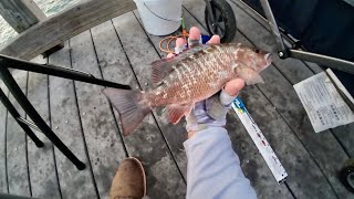 This Week’s Catches  Charlotte County FL  Mangrove Snapper [upl. by Yesiad]