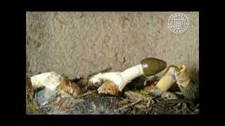 Dictyophora duplicata and Phallus ravenelii stinkhorn mushrooms [upl. by Terence593]