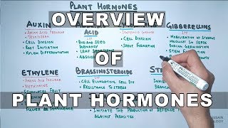 Plant Hormones  Types and Functions [upl. by Shepperd990]