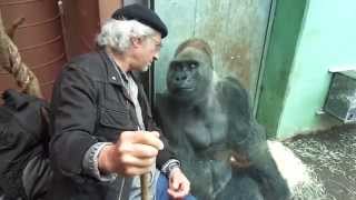 Gorilla Silverback Roututu meets his friend  Raymond Hummy Art  Sehnsucht  Desire [upl. by Hedy213]