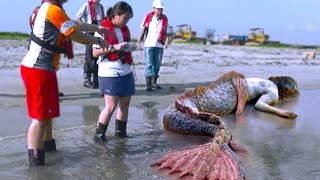 SEREIAS REAIS CAPTURADAS POR CÂMERAS QUE IMPRESSIONARAM O PLANETA INTEIRO  DOCUMENTÁRIO DUBLADO [upl. by Khalil]