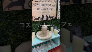 コスタリカで猫カフェオープンしました。 猫カフェ ＃コスタリカ mustvisit catcafe 猫大好き [upl. by Ayanal]