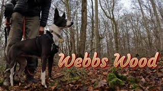 A Boxing day Visit to Webbs Wood in Wiltshire with my Dogs Spanish Podenco rescue dogs [upl. by Aicetel]