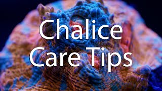 How to take care of your Chalice Coral [upl. by Eornom191]