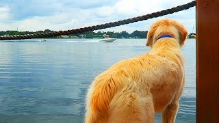 Super Cooper Sunday 28  Coop Defends House from Mean Boat Golden Retriever Puppy [upl. by Jacintha466]