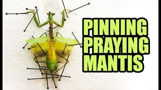 Pinning Carolina Praying Mantis [upl. by Nnaed]