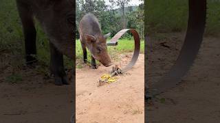 Amazing Quick Powerful Wild Pig Trap Make Using Pruning Saw  Working animals shortvideocamping [upl. by Akerley]