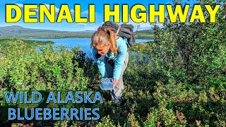 Denali Highway  Wild Alaska Blueberries  Tangle Lakes Alpine Creek Lodge 4K UHD [upl. by Ly629]