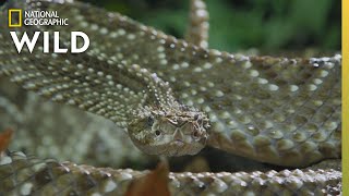 The Cascabel Rattlesnake  Worlds Deadliest Snakes [upl. by Kcirdec504]