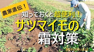 サツマイモの霜対策 すぐに収穫出来ない時の対処法【有機農家直伝！無農薬で育てる家庭菜園】 [upl. by Eelac]