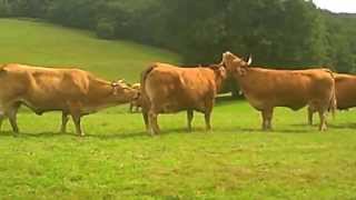 French Limousin Cows [upl. by Brannon160]