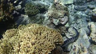 Snorkeling with a banded sea krait [upl. by Yuria465]