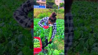 Beautiful and healing rural life  fruit pickingpickvillagelifenatural lifeagriculture [upl. by Molli]