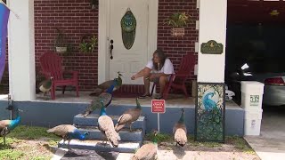 Fort Lauderdale neighbors on edge after pair seen hunting peacocks [upl. by Nnyloj332]