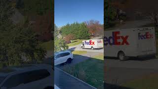 FedEx driver backs up to give Loki a dog treat [upl. by Lathrope601]