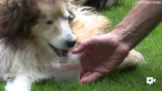 Life lessons taught by a 16yearold Sheltie [upl. by Ladnor]