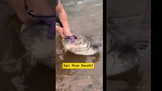 Catching Giant River Monsters Unbelievable Fish of a Lifetime fishing giantfish fypシ゚ shorts [upl. by Hamlet]