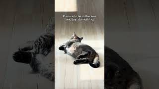 My cat photosynthesizing shorts cat funny [upl. by Anaj36]