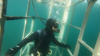 FARALLON ISLANDS GREAT WHITE SHARK DIVING [upl. by Sayette1]