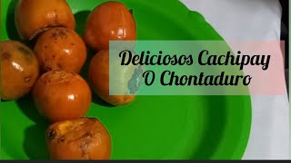 Probemos Fruta Chontaduro o Cachipay asmr asmrvideo asmrcommunity comer comercachipay fruta [upl. by Ax866]