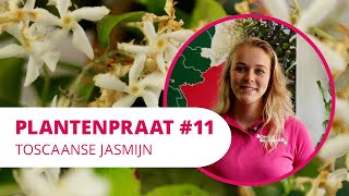 Plantenpraat 11  Toscaanse Jasmijn [upl. by Esital]