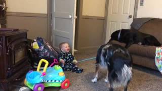 My 10 month old son laughing at Sadie the dog [upl. by Raval]