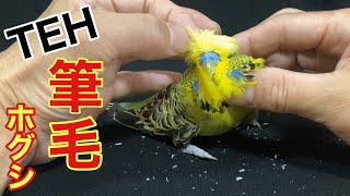 【インコ】THE 筆毛ホグシ〜pin feather removal〜続編 [upl. by Nnaes]