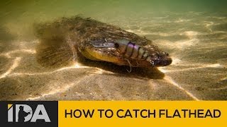 How To Catch Flathead  Mallacoota Esturay Fishing [upl. by Resiak]