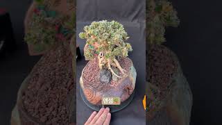 덴섬 Trichodiadema densum 아프리카식물 succulent succlents plants [upl. by Ardnua]