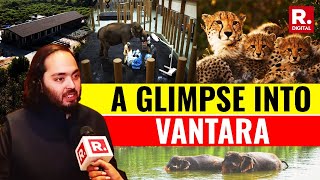 Inside Vantara Anant Ambani Led 3000 Acre Animal Rescue Care Facility In Jamnagar  Watch [upl. by Clothilde875]