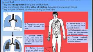 09Serous Membranes1Serous Membranes Anatomy Intro Dr Ahmed Kamal [upl. by Luamaj]