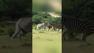 Zebras Attack Hartebeests Battle to Protect Their Calf [upl. by Fabi632]