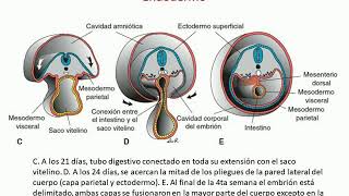 Organogénesis 3 Endodermo [upl. by Leinaj]