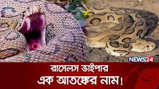 ফরিদপুরে রাসেলস ভাইপার আতঙ্কে ফসল নিয়ে বিপাকে কৃষক  Russells Viper  Daboia russelii  News24 [upl. by Adnil]