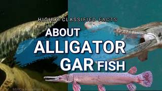 Alligator Gar Fish  Review  All you Need To Know About Alligator Gars  MinCo Aquariums [upl. by Acilejna]