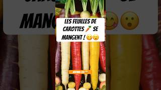 Les bienfaits de la Carotte carottes carotte carote carota carrot borislepacha [upl. by Nisse]