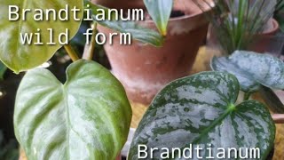 New plants Brandtianum wild form and Brandtianum normal 😊 [upl. by Cleland]