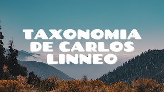 Taxonomía de Carlos Linneo [upl. by Sucramat642]