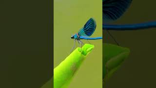 Unveiling the Banded Demoiselles Delicate Beauty shorts [upl. by Gnet323]