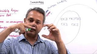 Immunology Lecture 11 part 10 summary of B cells and Immunoglobulins [upl. by Kalvn]