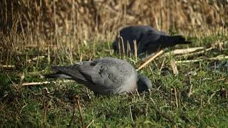 Stock Dove Holenduif Munnikenpolder The Netherlands Luuk Punt 240116 [upl. by Madai427]