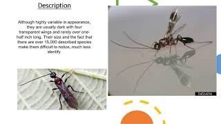 Beneficial Insect of the Week Braconid Wasp [upl. by Vookles835]