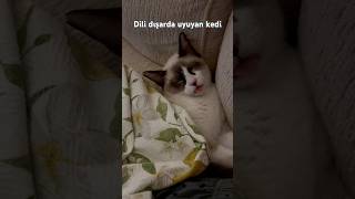 catvideo kittys cuteanimal catlover catsusa cute fun eğlencelivideolar failarmy [upl. by Assirrac872]